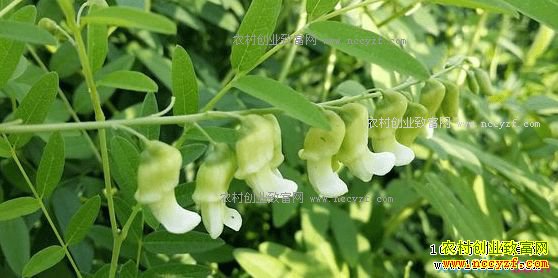 2018����ֲʲô��ҩ����ǰ����׬Ǯ�����