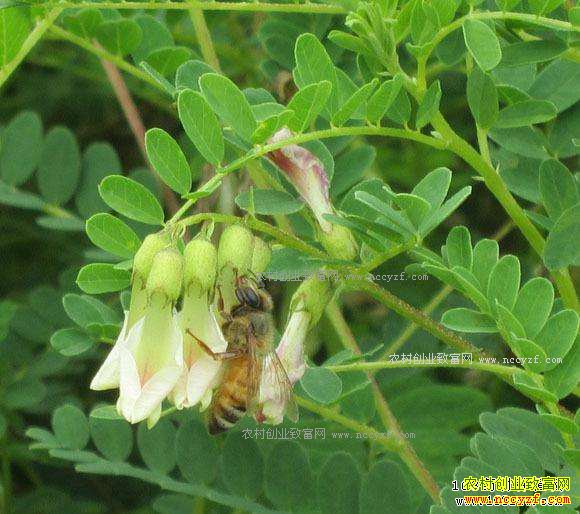 2018����ֲʲô��ҩ����ǰ����׬Ǯ��