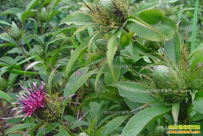 2018����ֲʲô��ҩ����ǰ����׬Ǯ������