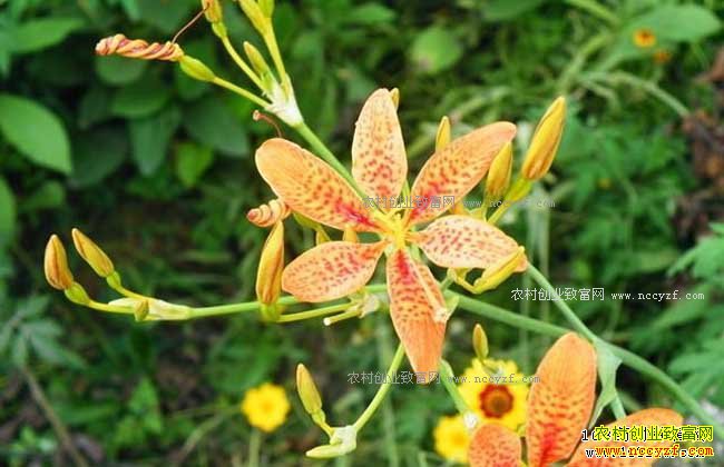 2018����ֲʲô��ҩ����ǰ����׬Ǯ�����