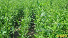 ������ֲ���������г�ǰ����Ȼ����