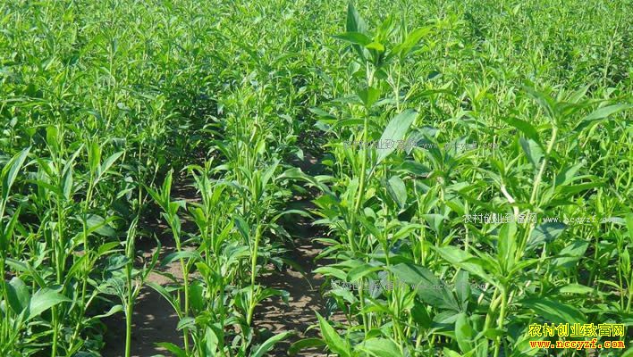 ������ֲ���������г�ǰ����Ȼ����