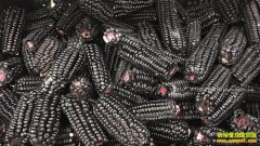 ��ֲ��ɫ��ʳ�����г�ǰ����