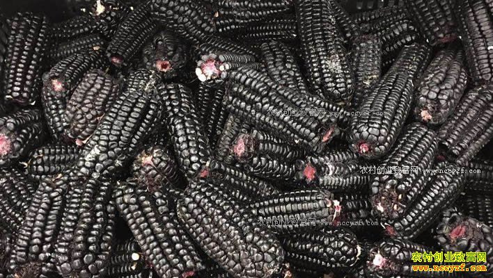 ��ֲ��ɫ��ʳ�����г�ǰ����