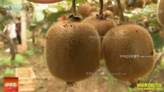 [�Ƽ�Է]����ü������ȫ��⨺��Ҷ���