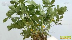 [�Ƽ�Է]���Ļ������ϼӺ� �Ļ����߲����༼����Ƶ