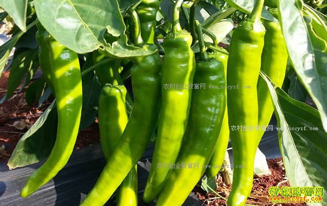 �⽷��С���� ר��Ԥ�����⽷�۸���һ�����