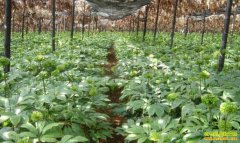 �Ĵ���Ӣ�ص˵�ɽ��ֲ����Ч���