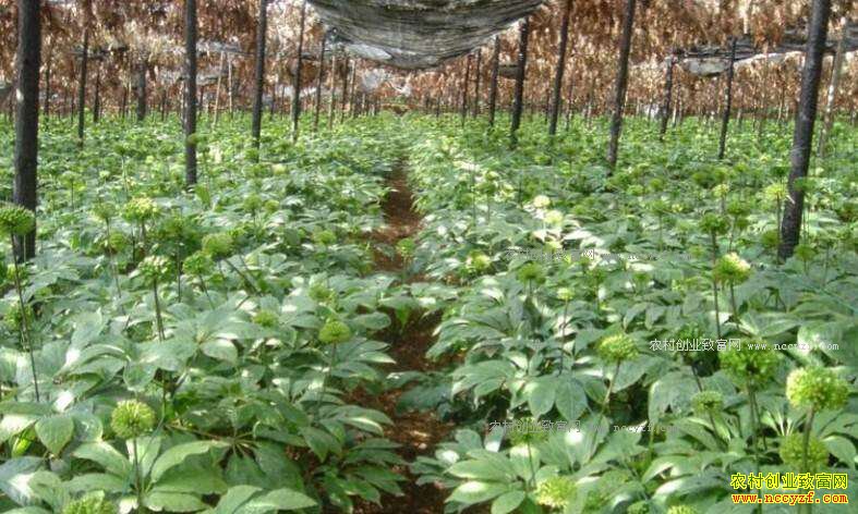 �Ĵ���Ӣ�ص˵�ɽ��ֲ����Ч���