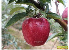 �����崨�زм��˺����ֵ�����ƻ����ҵ�¸�