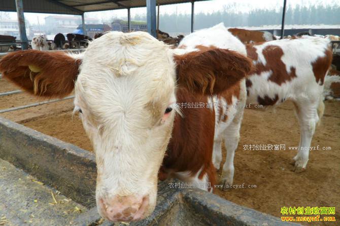 ��20ͷţ��׬����Ǯ��2018����ţ�ɱ���Ч�����