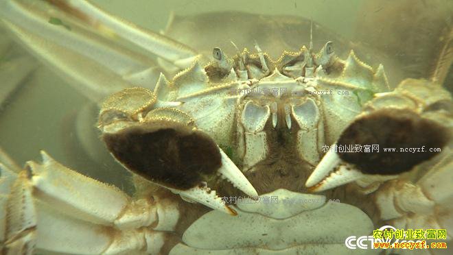 ��ħ�䡱Ȫ�����з 3����Ҫ��2000��