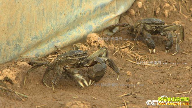 ��ħ�䡱Ȫ�����з 3����Ҫ��2000��