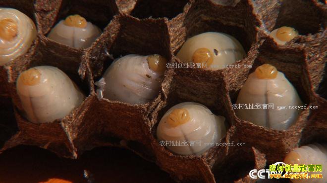 �Һ�ɱ�˷��60��