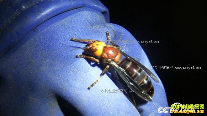 [�¸���]����ӯ��������ï��ֳ��ͷ��2����׬600��