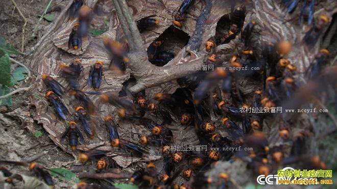 �Һ�ɱ�˷��60��