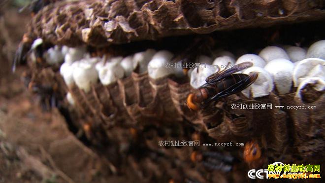 �Һ�ɱ�˷��60��