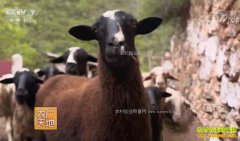 [ũ�����]˹�϶�����ֳ�ڹ��򡰺�ɫ������ĲƸ�����