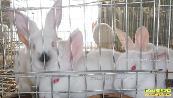 2018������׬Ǯ���������Ӽ۸����鼰������ǰ������