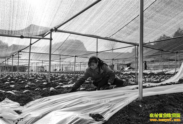 ����ǭ������ƽ��ֲ��Ǿ�60Ķ����һ�ٶ���