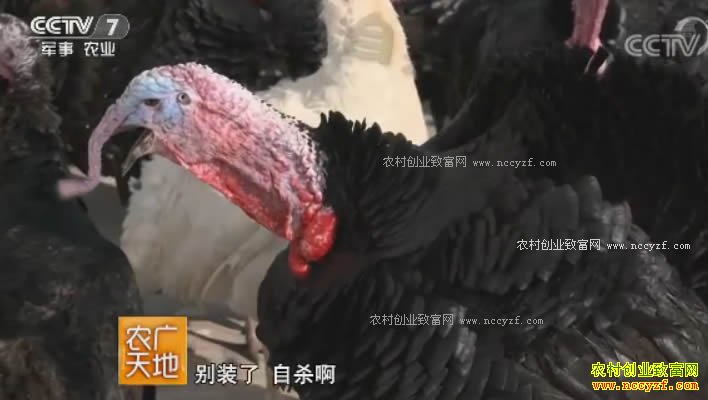 ũ����أ����ս��������������𼦿��Ļ�׬Ǯ