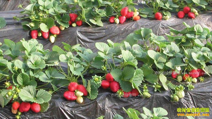 �������ۣ�������ֲ��ݮ��ũ���¸�����Ŀ