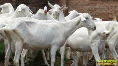 ��۸���ǣ�����������׬Ǯ��