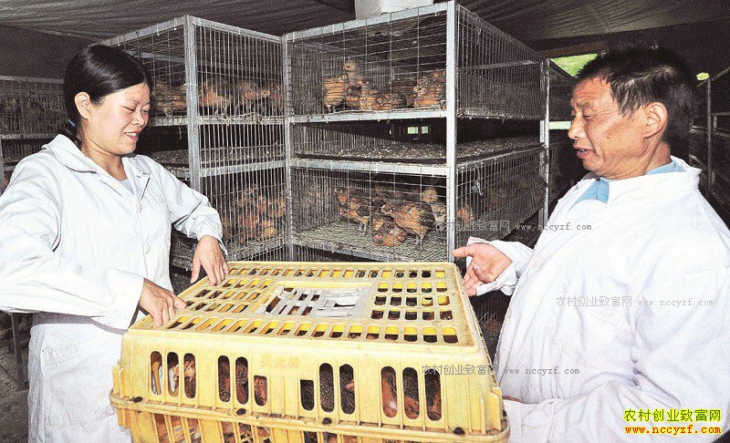 �Ĵ��Ͻ�������רҵ������輦��������ũ�������¸�·