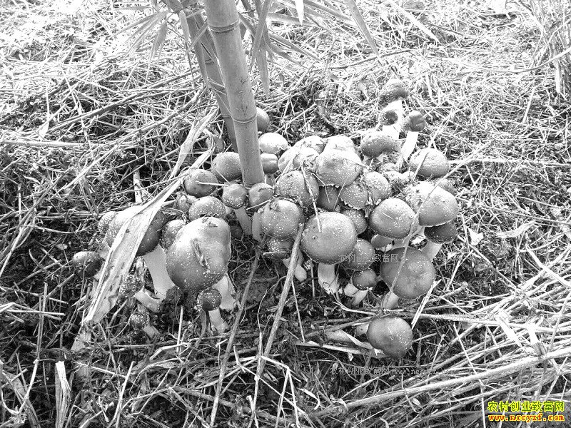 �Ĵ��˱��������������Ͳ������ֳ๽Ч���