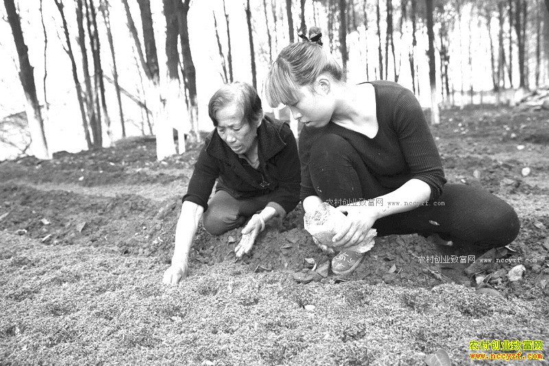 �Ĵ��˱��������������Ͳ������ֳ๽Ч���