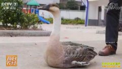 [ÿ��ũ��]���������أ��ɲ��ߵĴ�����ֳ���̻�