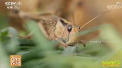 [ÿ��ũ��]ɽ���������ٸ�����������Ч���