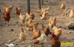 ������¡�ش�ѧ��������������ҵ�����¸�·