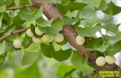 �Ĵ����У���ֲ������Ķ����5000Ԫ��ũ���¸�����Ŀ