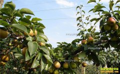 �ӱ����أ���ֲ������ũ���¸�����Ŀ