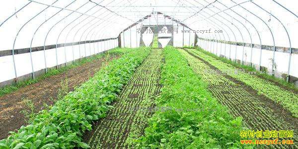 ɽ������л־������ֱ�������ֲ˴���·����70����Ԫ