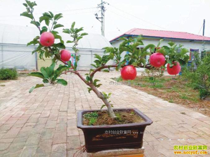 �����崨�����崨ƻ�����辰��ֲЧ��ö�������