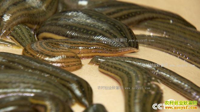 ���ֶ��������� ��ȴ��׬500��