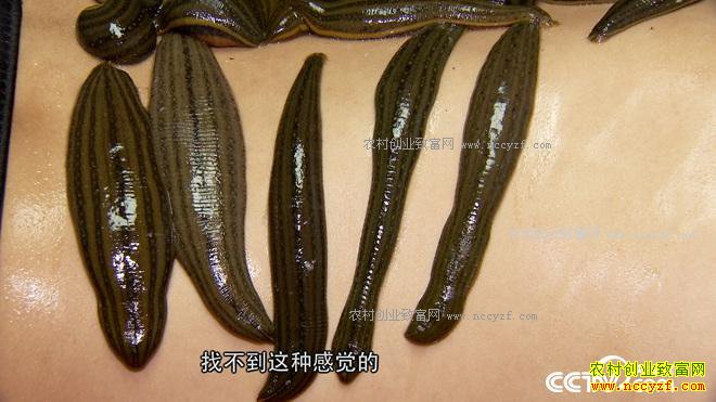 ���ֶ��������� ��ȴ��׬500��