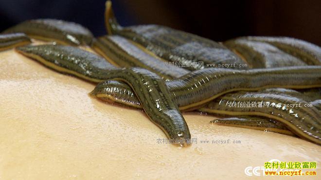 ���ֶ��������� ��ȴ��׬500��