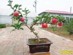 �����崨�����崨ƻ�����辰��ֲЧ��ö�������