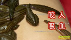 [�¸���]����������ΰ����ֳˮ����׬500��