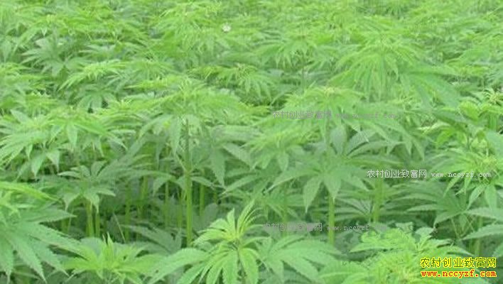 ɽ�����磺��ֲ�����ũ���¸�����Ŀ