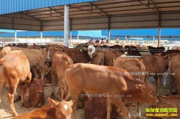 ��������д�ѧ������ɽȪ��ţ����һ������