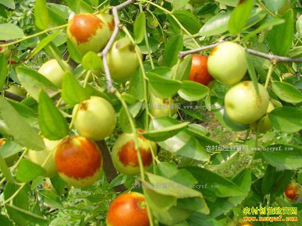 �㽭����Ҧ��Ӣ������ֲ�ִ��濪���¸���·��