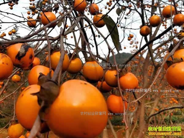 �㽭���������н����¡����С��Ϲ������Ӽ۸񷭼���