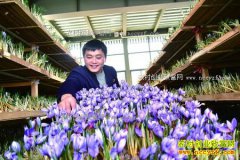 �㽭������ǿ��ֲ���컨Ķ��ֵ������Ԫ