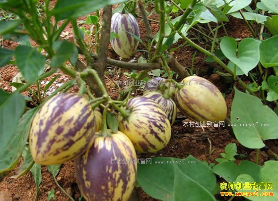 2018����魼۸�����Ԥ�⼰��ֲǰ������