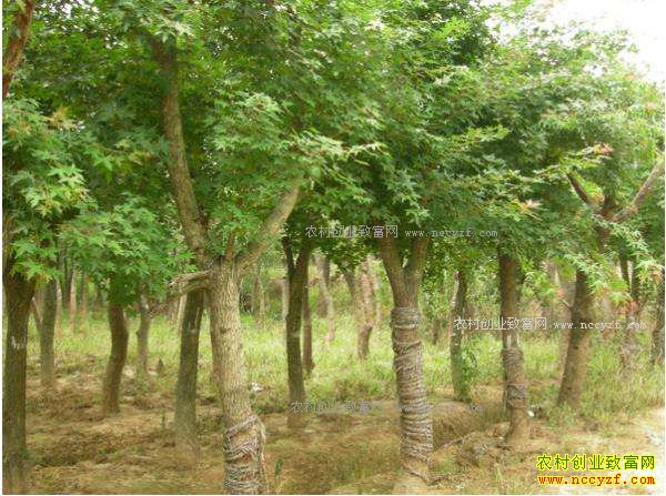 2018����Ƿ�۸����鼰��ֲǰ������