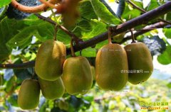 �㽭����Ҷ��������⨺����¸�һ��